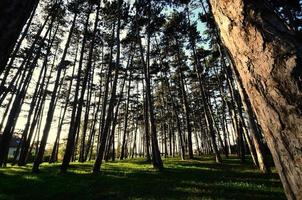 muitas árvores na floresta foto