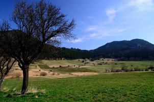 paisagem de grama verde foto