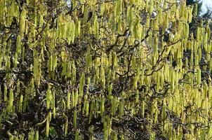 alergia de avelã a primavera foto