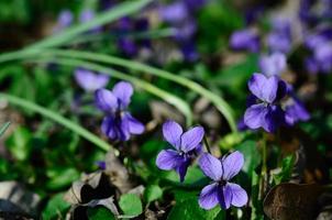 violetas roxas a primavera foto