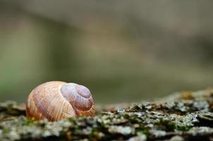 alojamento de caracol em uma casca de árvore foto