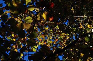 folhas de outono com céu azul foto