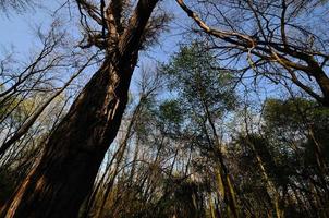 floresta com árvore enorme foto