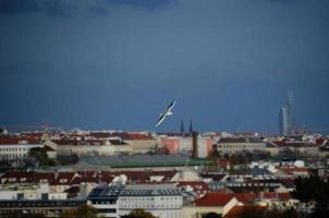 pássaro branco e cidade de viena foto