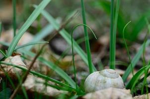 caracol na grama foto