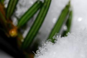 neve no arbusto com um cristal foto