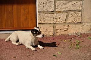 cachorro parece deitado ao sol foto