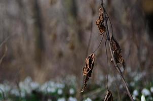 folhas secas da primavera foto