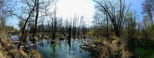 paisagem da natureza com panorama do pântano foto