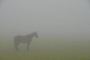 contorno de cavalo em neblina pesada foto