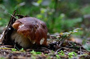 cogumelo de pedra no chão da floresta foto