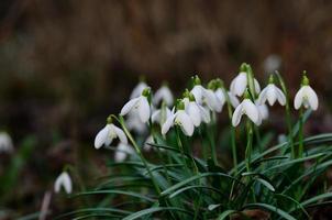 snowdrops frescos em uma árvore foto