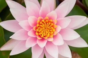 fundo de natureza de flor de lótus rosa foto
