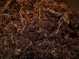 as plantas crescem em meios de cultivo férteis. foto