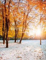 floresta de faias montanha de outubro com a primeira neve do inverno foto