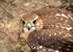 close-up de jovem merlin no chão em cênico saskatchewan foto