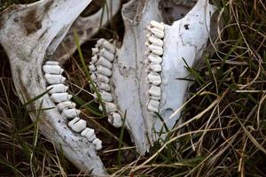 ossos da mandíbula de um crânio animal foto