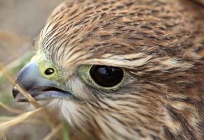 close-up de jovem merlin na cênica saskatchewan foto