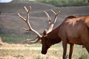 alces de fazenda com grandes chifres na cênica saskatchewan foto