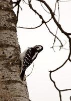 pica-pau felpudo no tronco de árvore foto