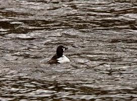 pato goldeneye na lagoa na estrada foto