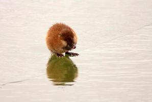 rato almiscarado no gelo do lago em saskatchewan foto