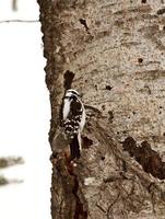 pica-pau felpudo no tronco de árvore foto