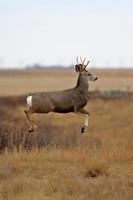 veado-mula buck saltando sobre a pradaria foto