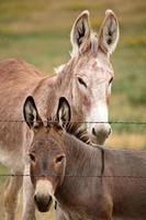 mãe e jovem burro na cênica saskatchewan foto