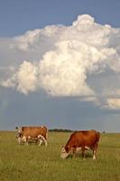 nuvens de tempestade atrás do gado saskatchewan foto