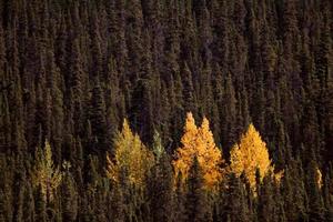 álamos coloridos de outono entre pinheiros lodgepole foto