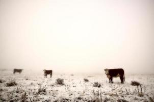 gado no pasto de inverno