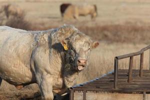 vaca de touro branco no alimentador foto