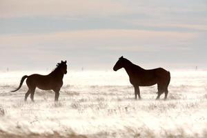 cavalos no inverno foto