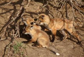 três filhotes de raposa vermelha na toca foto