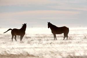 cavalos no inverno foto