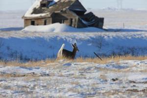 veado de cauda branca no inverno do Canadá foto
