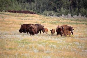 pequeno rebanho de bisões com bezerros em cênico saskatchewan foto