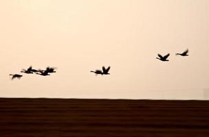 cisnes de tundra em voo perto do pôr do sol foto