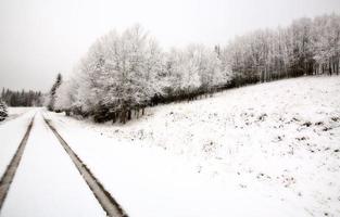 dia de inverno nas colinas de cipreste de saskatchewan foto