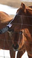 mão de meninas acariciando cavalo foto