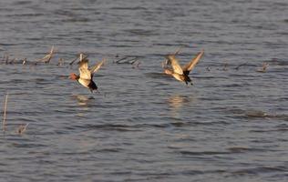 patos ruivos em voo foto