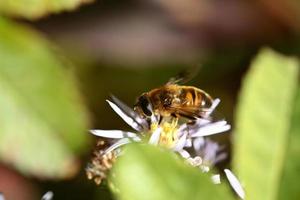 abelha em flor foto