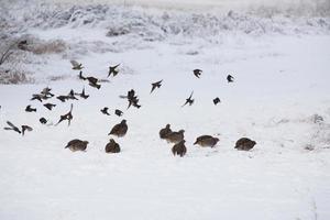 perdizes e estamenha de neve no campo de inverno foto