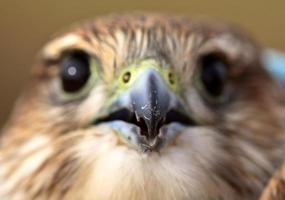 close-up de jovem merlin na cênica saskatchewan foto