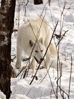 lobo ártico no inverno foto