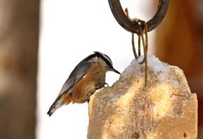 nuthatch de peito vermelho no alimentador foto