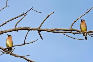 waxwings de cedro na árvore foto