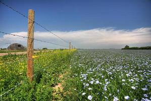 campos de linho em saskatchewan foto