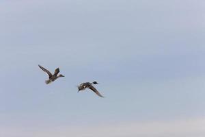 patos pintail do norte em voo foto